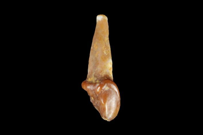 Eocene Primate (Necrolemur) Rooted Tooth Fossil - France #179984